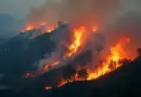 Vietnam Wildfire Suppression Blockchain Token